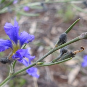 Dampiera lanceolata at Myall Park, NSW - 17 Sep 2022