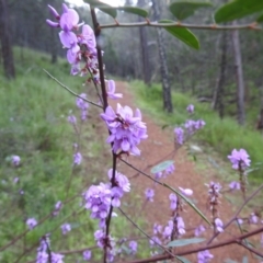 Indigofera australis subsp. australis (Australian Indigo) at Cocoparra National Park - 17 Sep 2022 by HelenCross