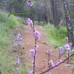 Indigofera australis subsp. australis at Myall Park, NSW - 17 Sep 2022