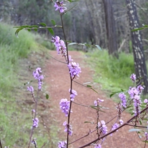 Indigofera australis subsp. australis at Myall Park, NSW - 17 Sep 2022 04:44 PM