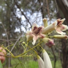 Pandorea pandorana (Wonga Wonga Vine) at Cocoparra National Park - 17 Sep 2022 by HelenCross