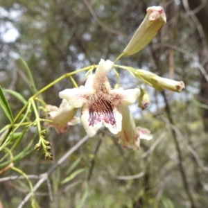 Pandorea pandorana at Binya, NSW - 17 Sep 2022 12:51 PM