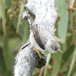 Daphoenositta chrysoptera at Burrinjuck, NSW - 23 Sep 2022 01:33 PM