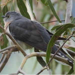 Cacomantis flabelliformis at Burrinjuck, NSW - 23 Sep 2022