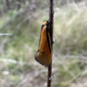 Philobota undescribed species near arabella at Ainslie, ACT - 23 Sep 2022