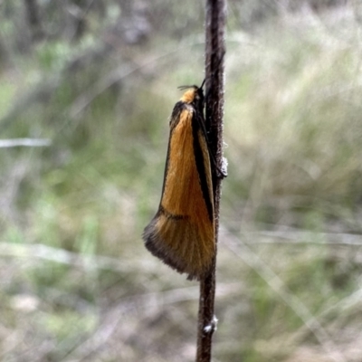 Philobota undescribed species near arabella (A concealer moth) at Mount Ainslie - 23 Sep 2022 by Pirom