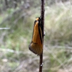 Philobota undescribed species near arabella (A concealer moth) at Mount Ainslie - 23 Sep 2022 by Pirom