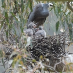 Egretta novaehollandiae (White-faced Heron) at Burrinjuck, NSW - 23 Sep 2022 by sduus
