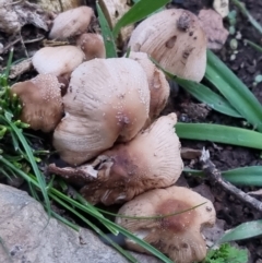 Coprinellus etc. (An Inkcap) at Bungendore, NSW - 23 Sep 2022 by clarehoneydove