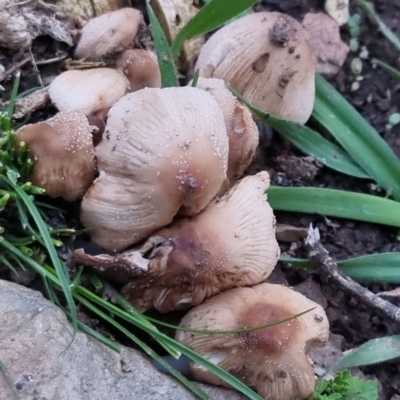 Coprinellus etc. (An Inkcap) at QPRC LGA - 23 Sep 2022 by clarehoneydove