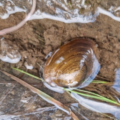 Hyriidae sp. (family) (Freshwater Mussels) at QPRC LGA - 23 Sep 2022 by clarehoneydove