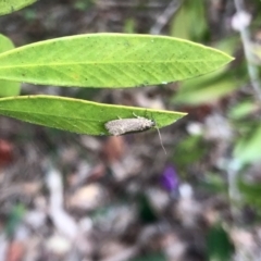 Leistomorpha brontoscopa (A concealer moth) at Aranda, ACT - 23 Sep 2022 by KMcCue