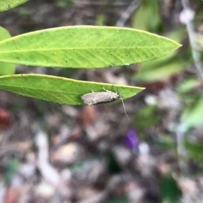 Leistomorpha brontoscopa (A concealer moth) at GG182 - 23 Sep 2022 by KMcCue