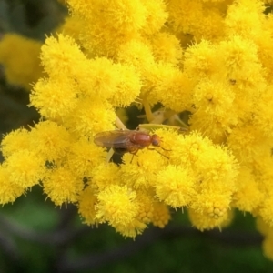 Lauxaniidae (family) at Aranda, ACT - 23 Sep 2022