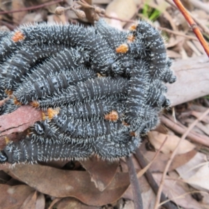 Perga sp. (genus) at Dunlop, ACT - 23 Sep 2022