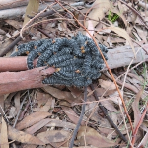 Perga sp. (genus) at Dunlop, ACT - 23 Sep 2022