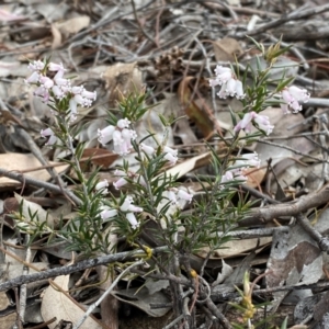 Lissanthe strigosa subsp. subulata at Jerrabomberra, NSW - 23 Sep 2022