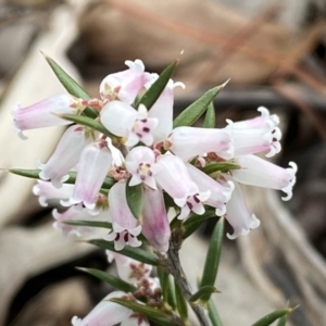 Lissanthe strigosa subsp. subulata at Jerrabomberra, NSW - 23 Sep 2022