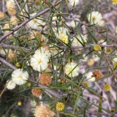 Acacia ulicifolia (Prickly Moses) at QPRC LGA - 23 Sep 2022 by Steve_Bok