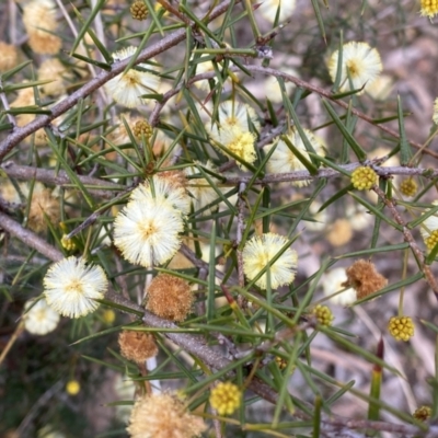 Acacia ulicifolia (Prickly Moses) at Karabar, NSW - 23 Sep 2022 by Steve_Bok