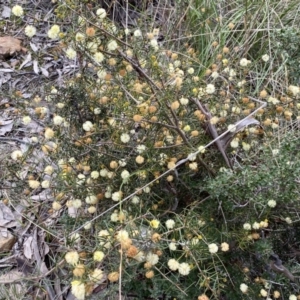 Acacia ulicifolia at Karabar, NSW - 23 Sep 2022