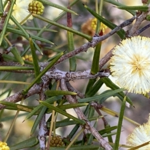 Acacia ulicifolia at Karabar, NSW - 23 Sep 2022