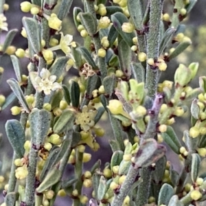 Phyllanthus occidentalis at Jerrabomberra, NSW - 23 Sep 2022