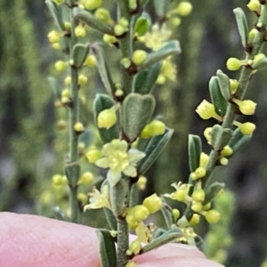 Phyllanthus occidentalis at Jerrabomberra, NSW - 23 Sep 2022