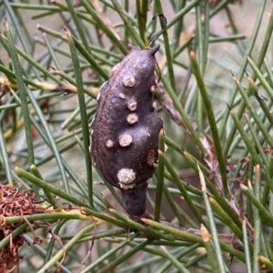 Hakea decurrens subsp. decurrens at Jerrabomberra, NSW - 23 Sep 2022 04:56 PM