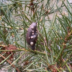 Hakea decurrens subsp. decurrens at Jerrabomberra, NSW - 23 Sep 2022 04:56 PM