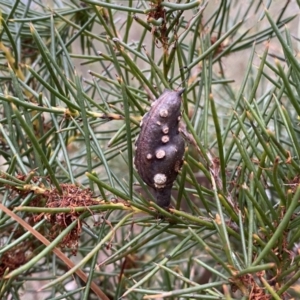 Hakea decurrens subsp. decurrens at Jerrabomberra, NSW - 23 Sep 2022 04:56 PM