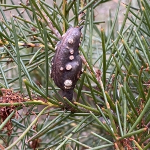 Hakea decurrens subsp. decurrens at Jerrabomberra, NSW - 23 Sep 2022 04:56 PM