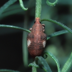 Gonipterus pulverulentus at Acton, ACT - 8 Jul 2022