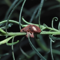 Gonipterus pulverulentus at Acton, ACT - 8 Jul 2022