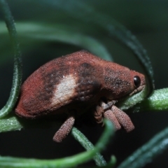 Gonipterus pulverulentus at Acton, ACT - 8 Jul 2022