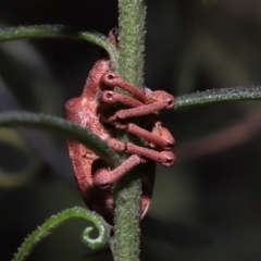 Gonipterus pulverulentus at Acton, ACT - 8 Jul 2022