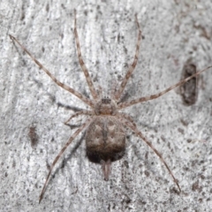 Tamopsis sp. (genus) (Two-tailed spider) at Acton, ACT - 19 Aug 2022 by TimL