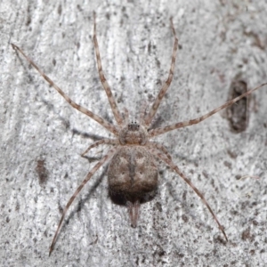 Tamopsis sp. (genus) at Acton, ACT - 19 Aug 2022