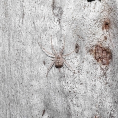 Tamopsis sp. (genus) at Acton, ACT - 19 Aug 2022