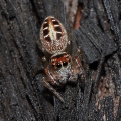 Opisthoncus sexmaculatus (Six-marked jumping spider) at Acton, ACT - 19 Aug 2022 by TimL