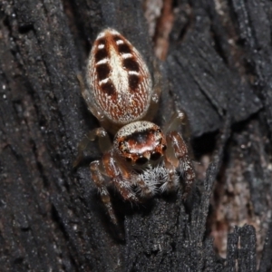 Opisthoncus sexmaculatus at Acton, ACT - 19 Aug 2022 01:18 PM