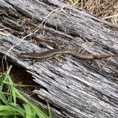 Eulamprus heatwolei (Yellow-bellied Water Skink) at Paddys River, ACT - 23 Sep 2022 by Toitjie1