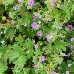 Geranium molle (Dove's-foot Cranesbill) at Isaacs Ridge and Nearby - 23 Sep 2022 by Mike