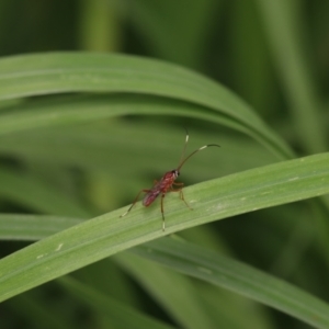 Ichneumonidae (family) at Murrumbateman, NSW - 23 Sep 2022 03:35 PM