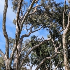 Callocephalon fimbriatum at Mawson, ACT - suppressed