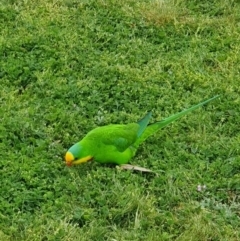 Polytelis swainsonii (Superb Parrot) at Russell, ACT - 21 Sep 2022 by mpwashus