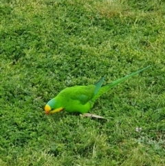 Polytelis swainsonii (Superb Parrot) at Russell, ACT - 21 Sep 2022 by mpwashus