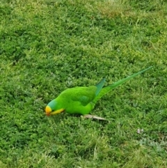 Polytelis swainsonii (Superb Parrot) at Russell, ACT - 20 Sep 2022 by mpwashus