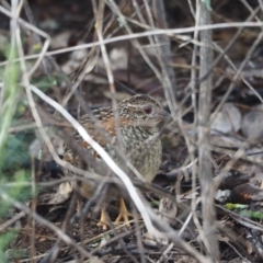 Turnix varius (Painted Buttonquail) at Coree, ACT - 24 Sep 2022 by wombey