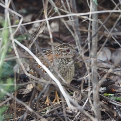 Turnix varius (Painted Buttonquail) at Woodstock Nature Reserve - 23 Sep 2022 by wombey